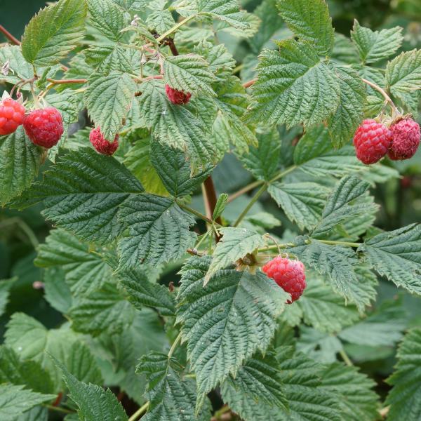 Raspberry Leaf