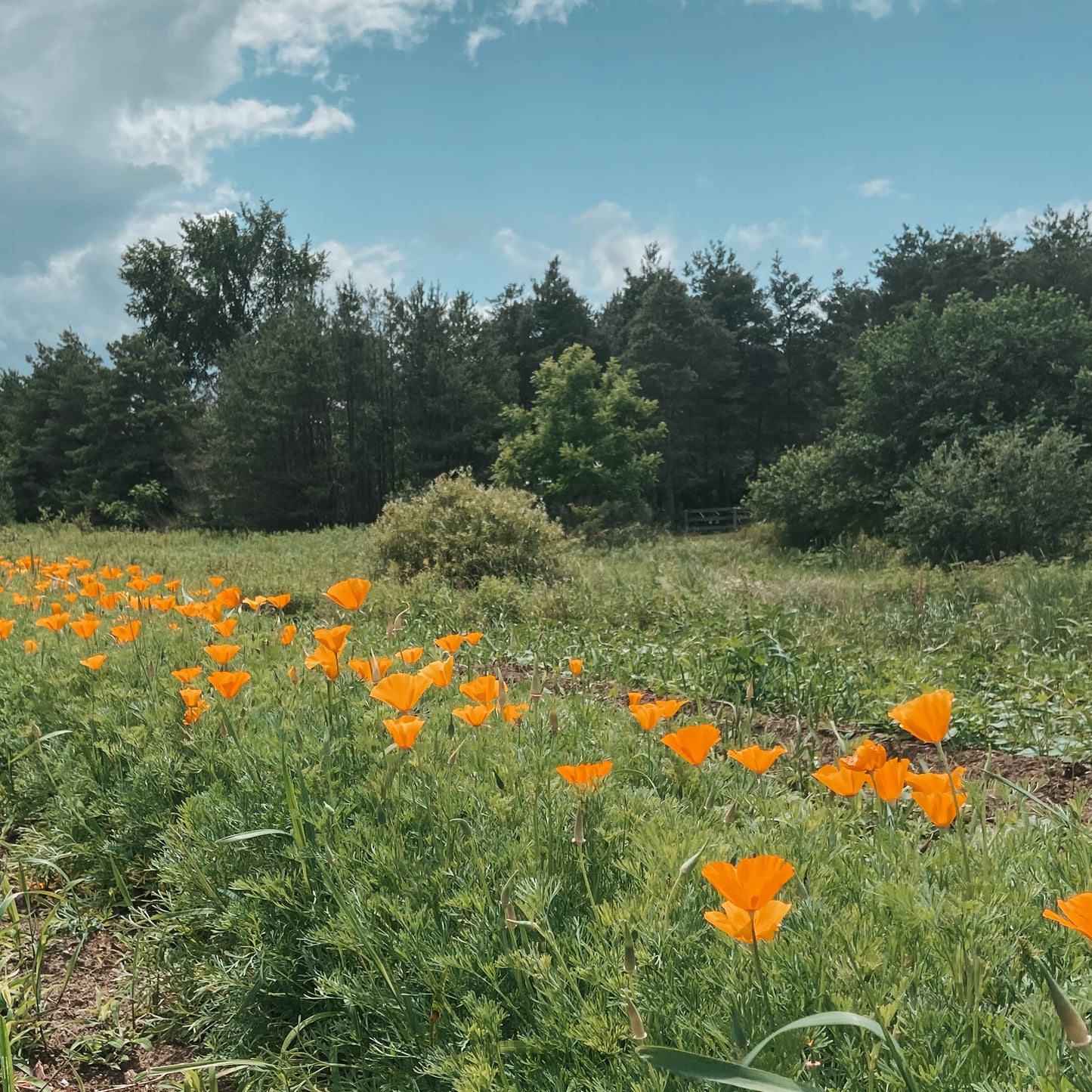 California Poppy | Relaxation Support