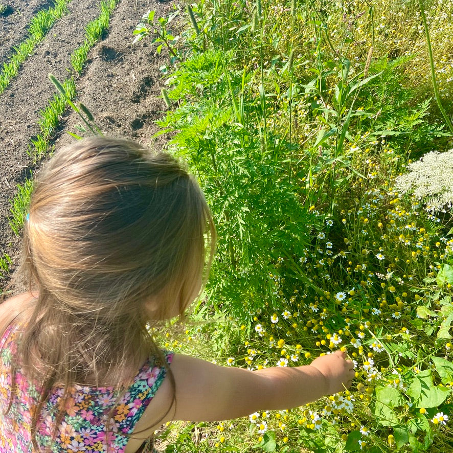 GOODNIGHT MOON Herbal Tea