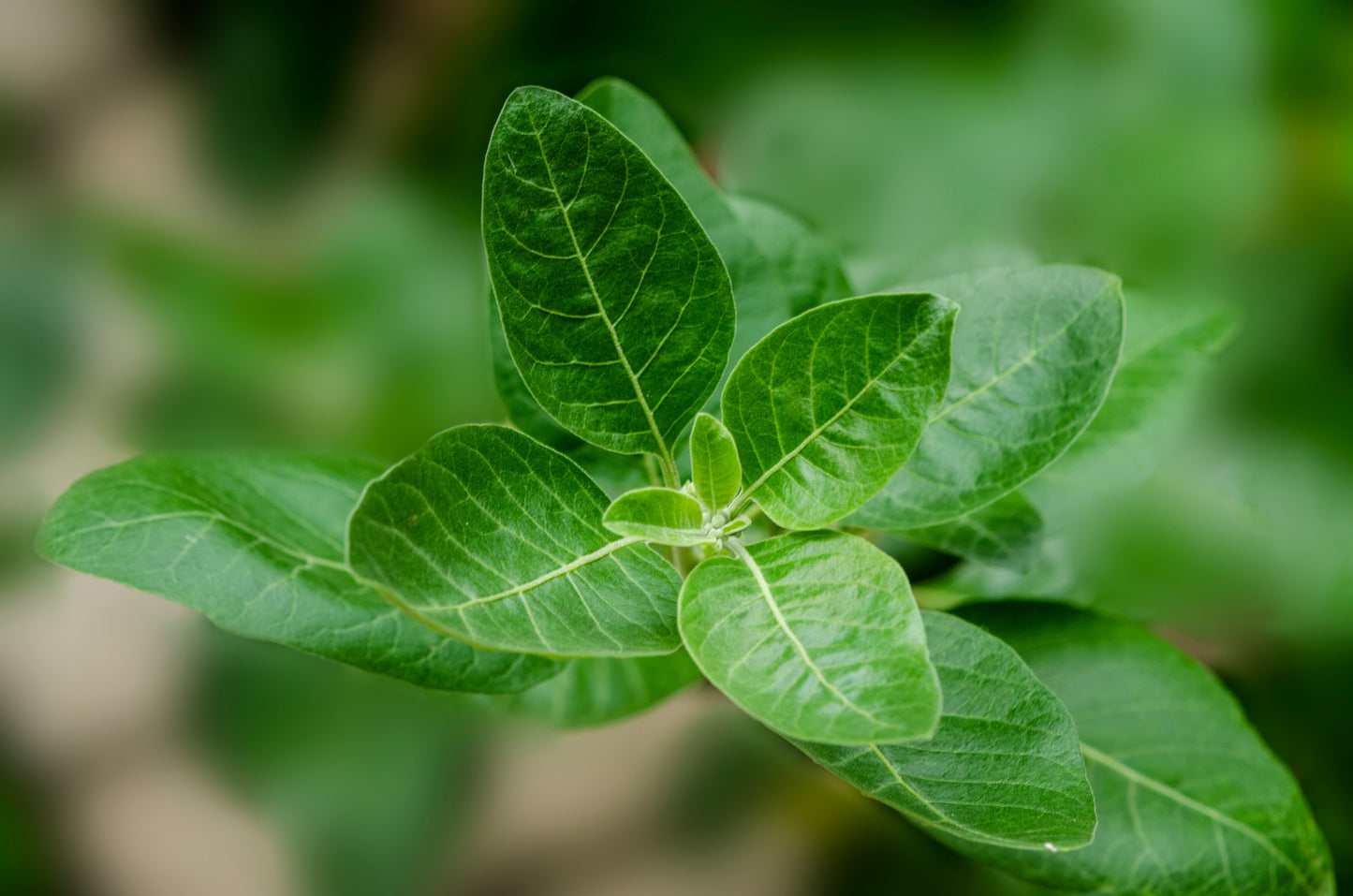 closeup of ashwagandha in the field with blurred background