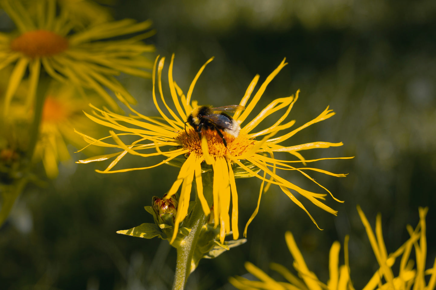 Elecampane