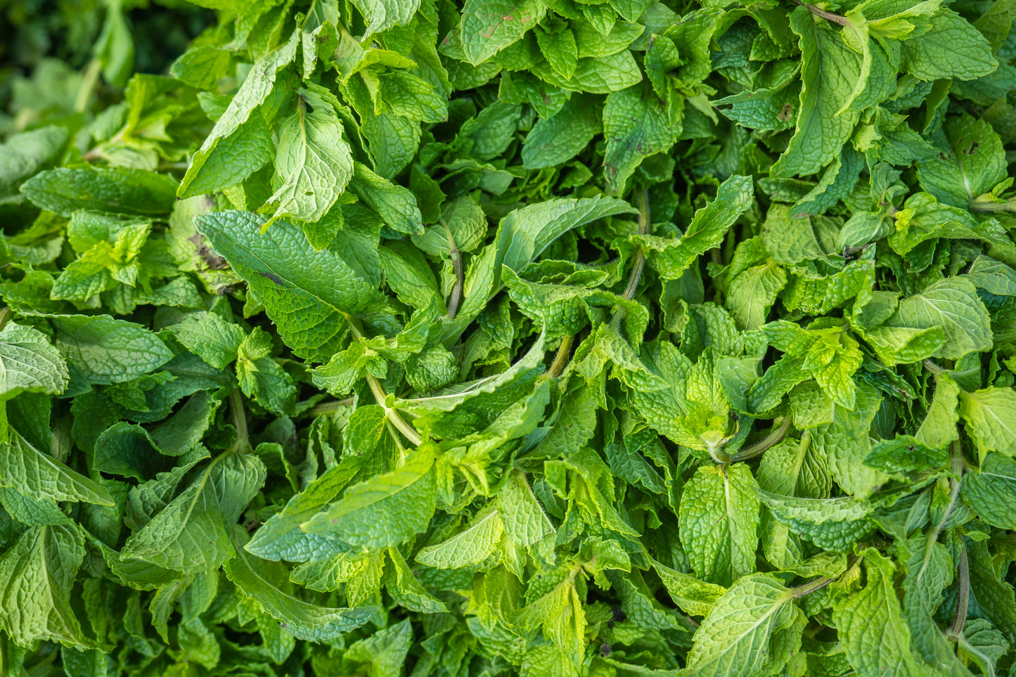Spearmint