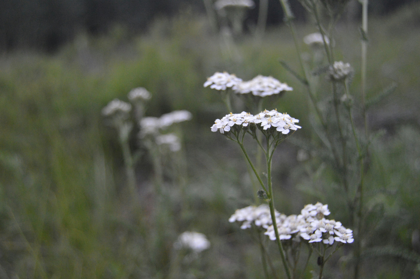 Yarrow