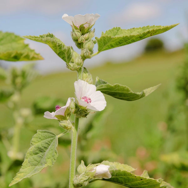 Marshmallow Leaf Local & Organic Loose Leaf Herbal Tea Foggy River Farm