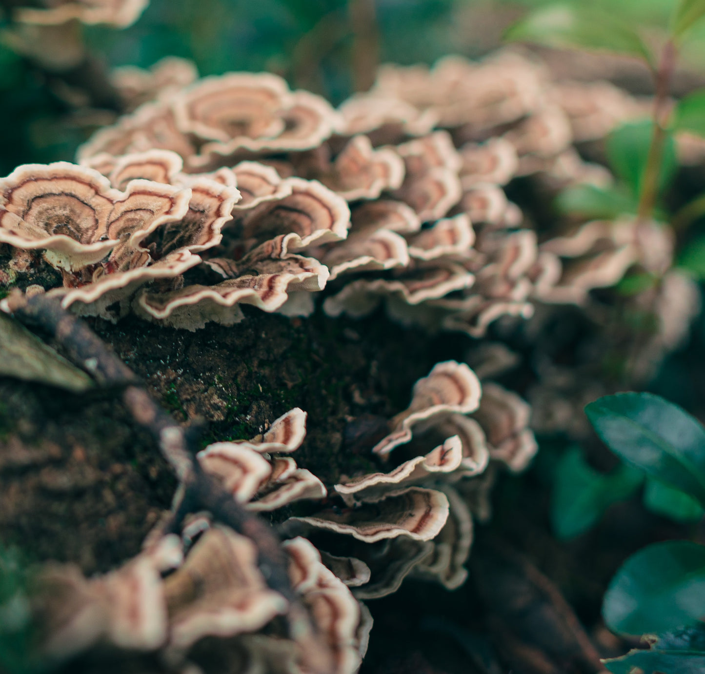 6 Mushroom Blend | Daily Support