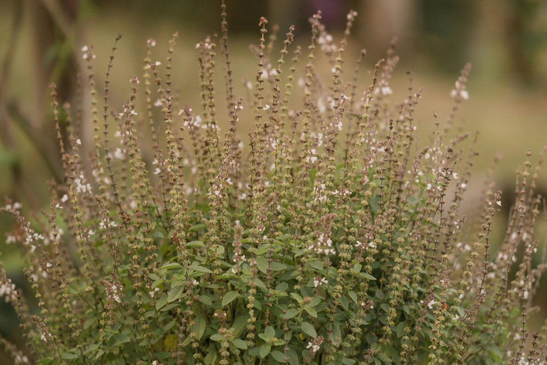 Tulsi Basil (Holy Basil): Benefits, Uses & How to Make Tulsi Tea
