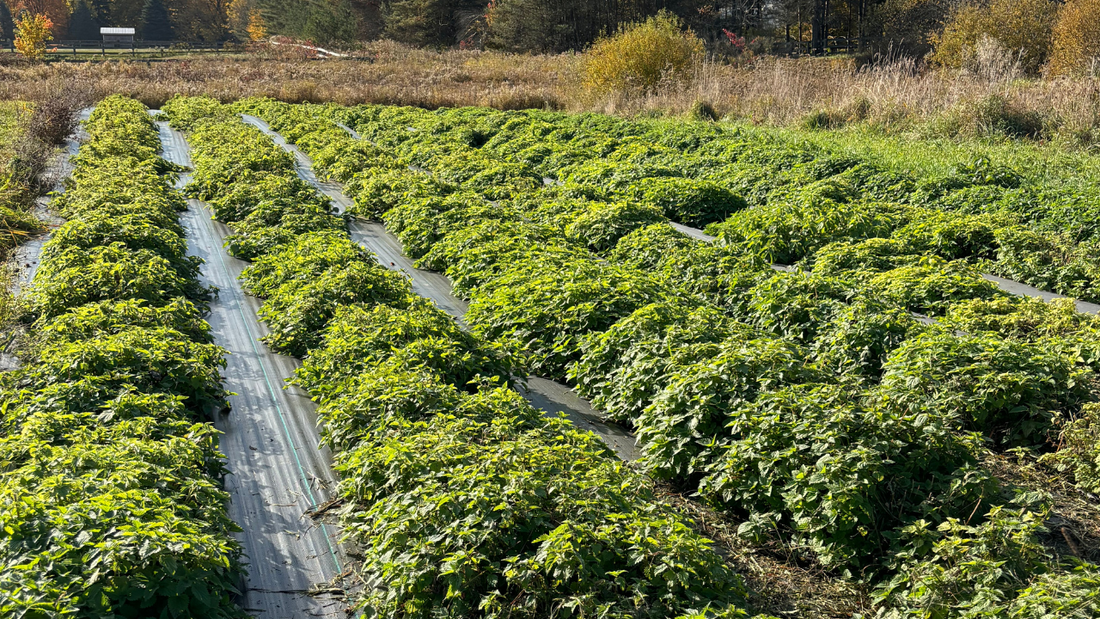 rows of fully grown nettle plants with landscape fabric between each row