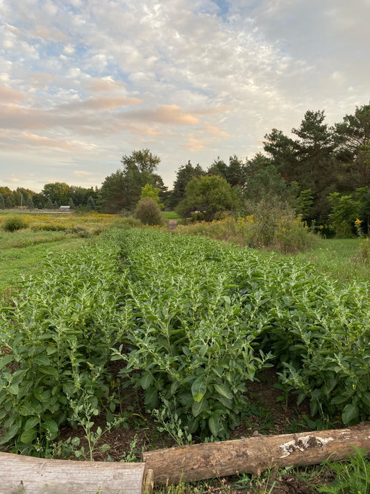 Ashwagandha (Withania somnifera): Benefits, Uses & How to Take It