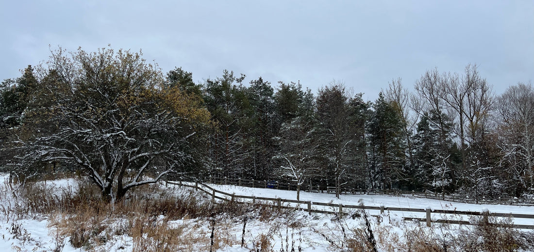 Herbs & Herbal Teas to Support Mood During Darker Days