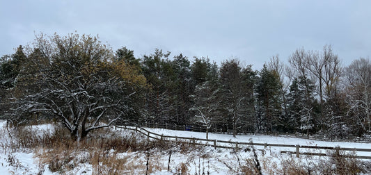 Herbs & Herbal Teas to Support Mood During Darker Days