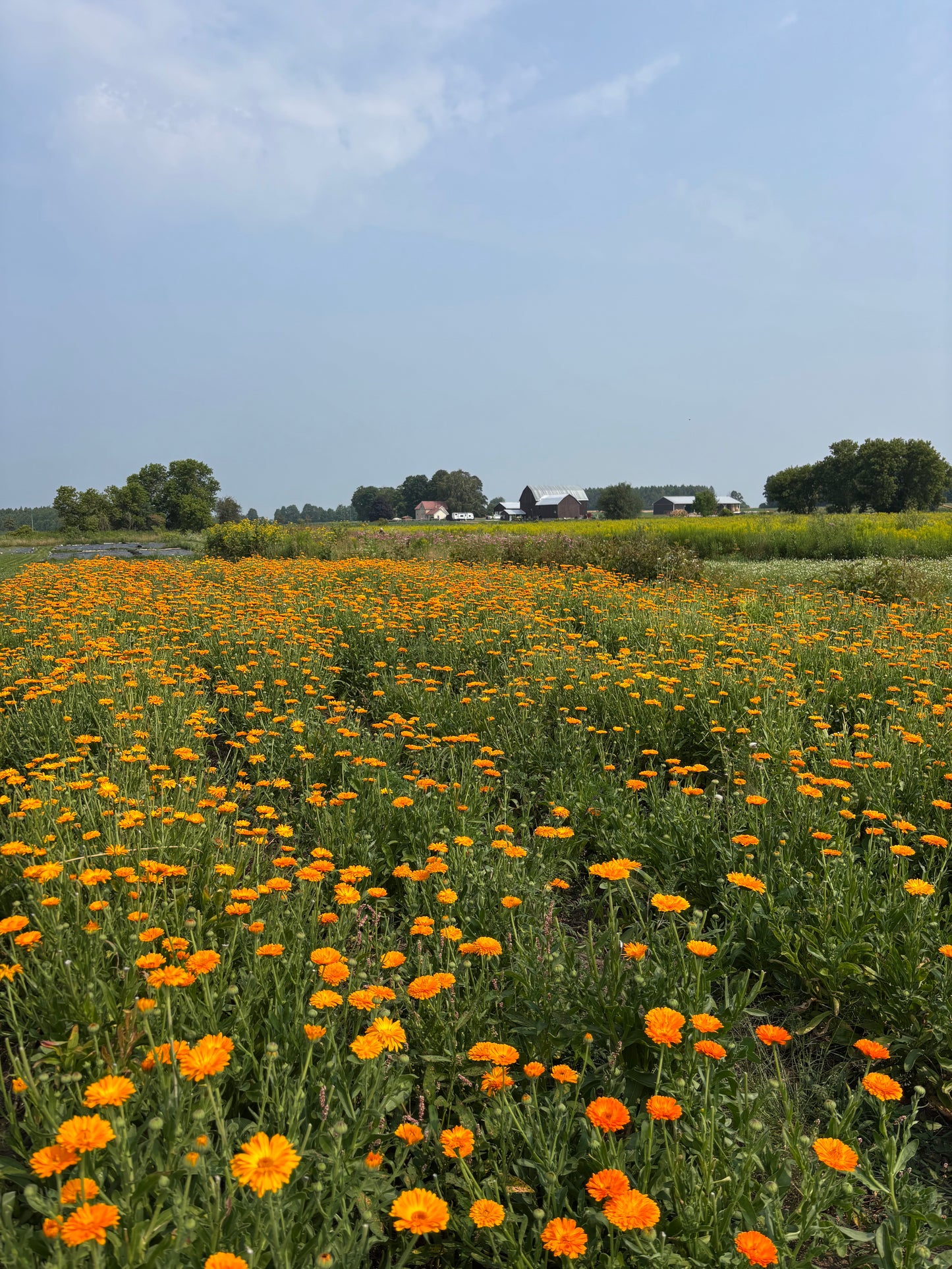 Calendula Flowers