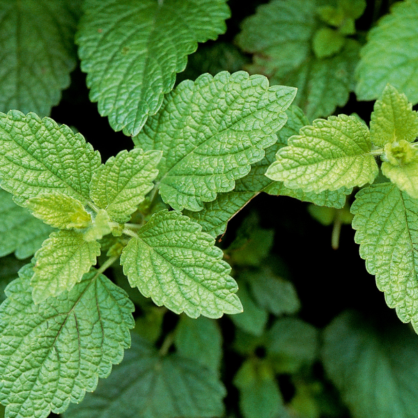 Lemon Balm - 100g