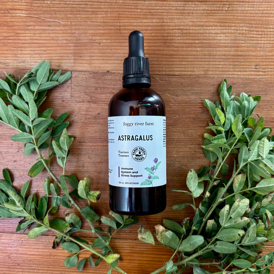Astragalus | Immune System & Stress Support