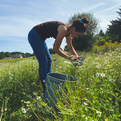 female farmed harvesting fresh chamomile from the field in summer