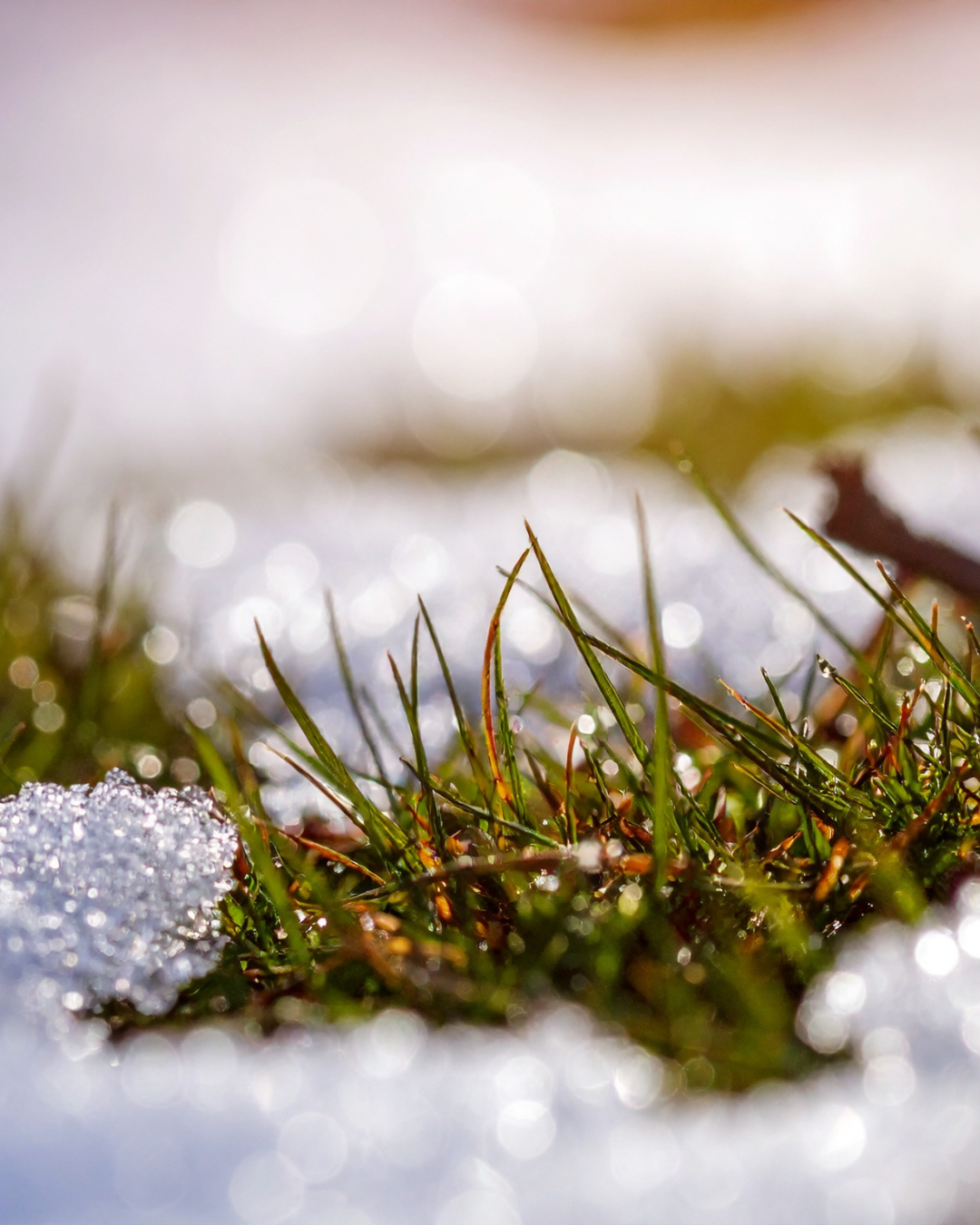 Close-up of grass with snow on a blurred background