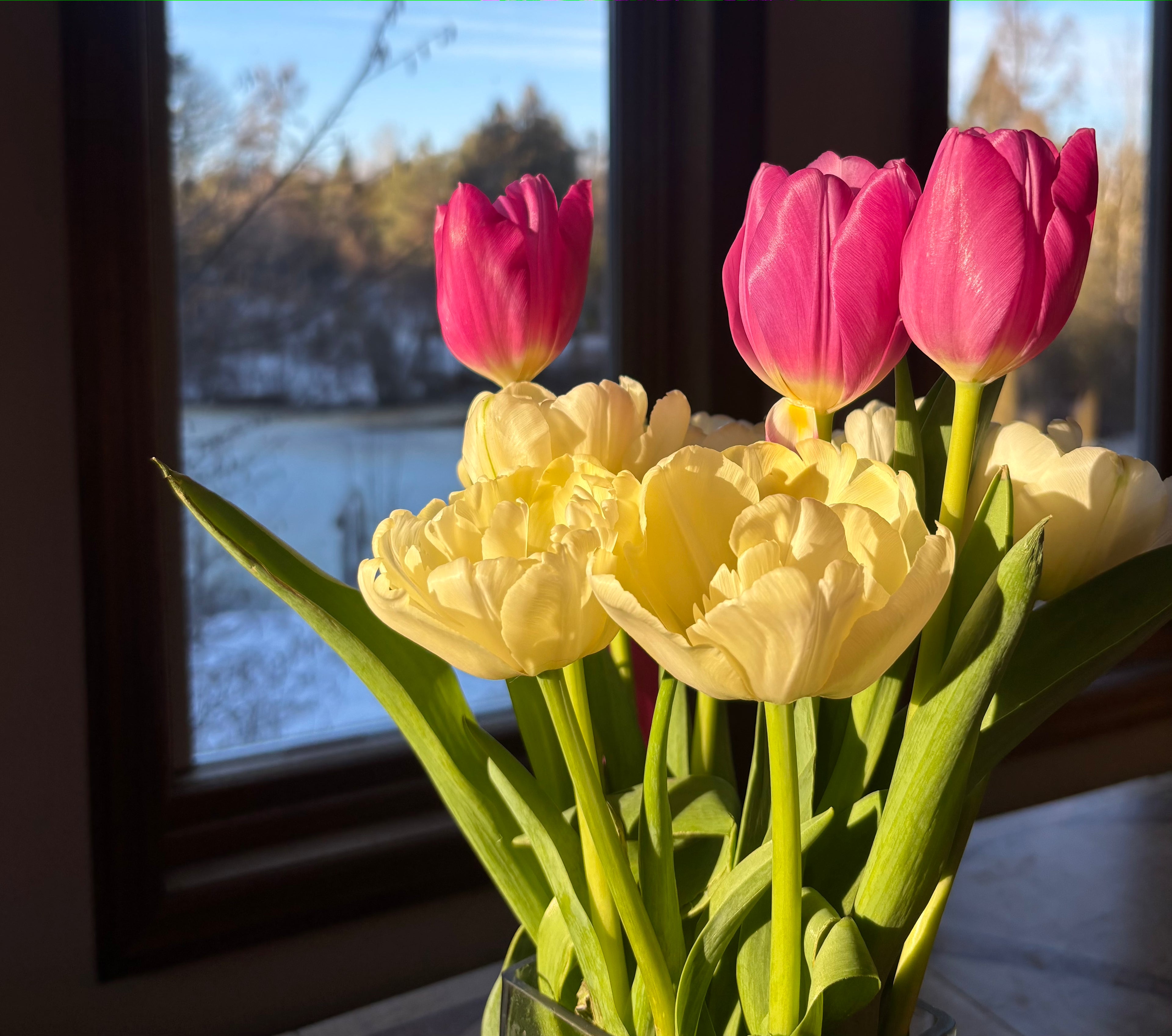 Bouquet of pink and white tulips in a vase with a window in the background