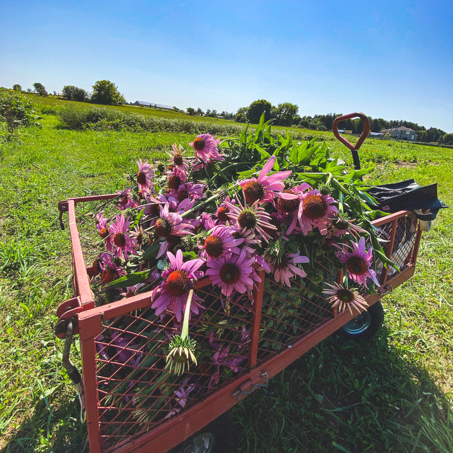 Echinacea Root | Fight Colds