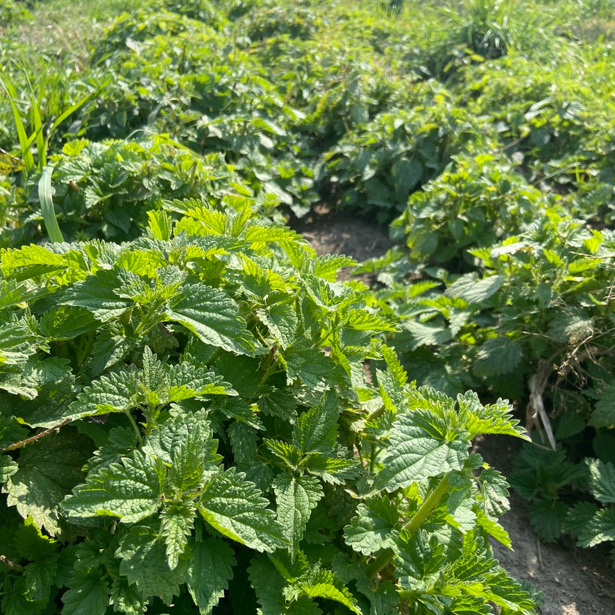 Young nettle plants growing in rows