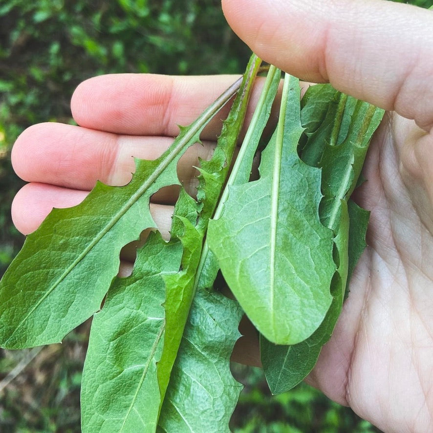 Dandelion Leaf - 100g