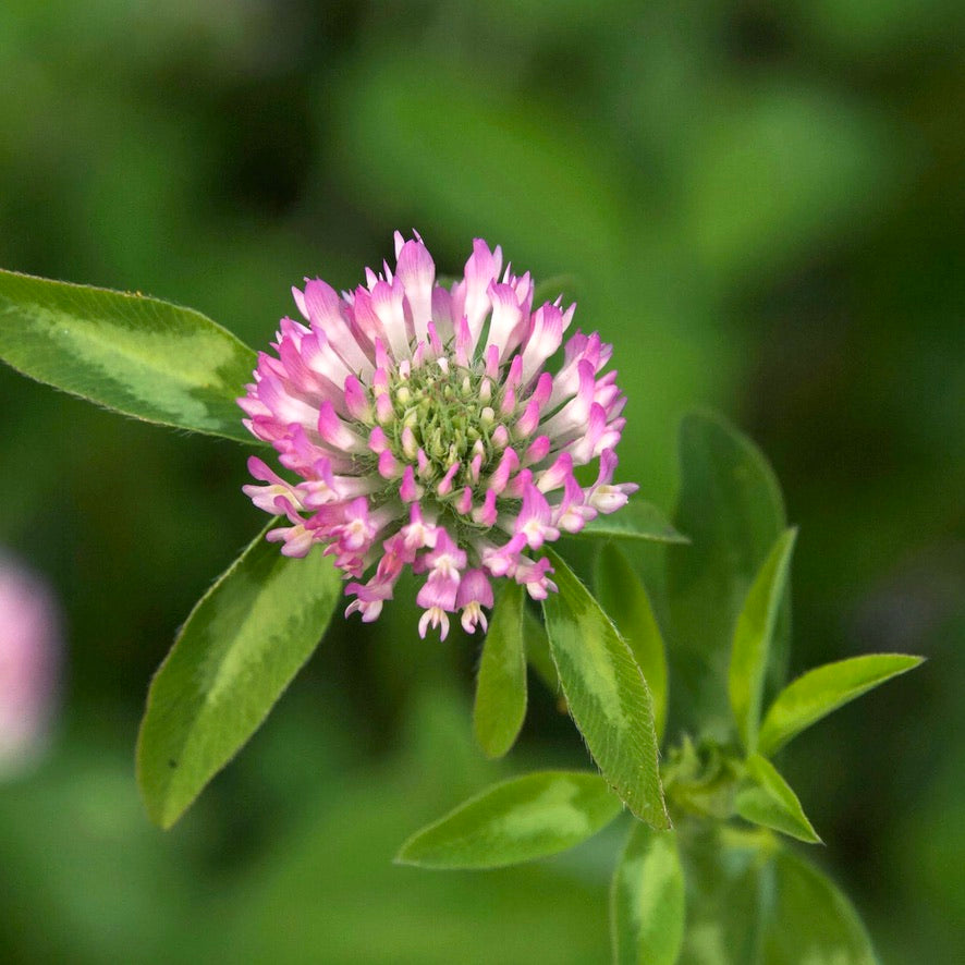 closeup of red clover growing in a field with blurred background
