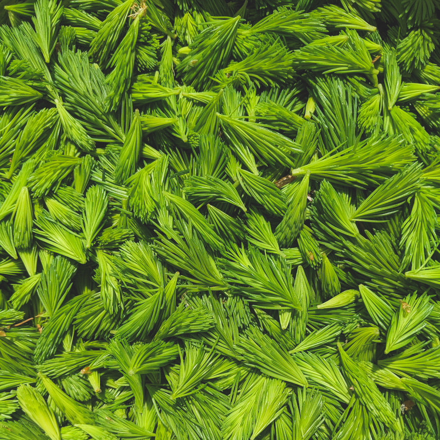 FOREST'S EDGE Herbal Tea