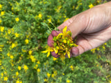 St Johns Wort